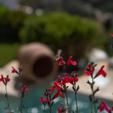 Dandolo La Fleur Andros Villa Rogon